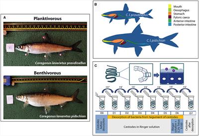 Corrigendum: Trophic diversification and parasitic invasion as ecological niche modulators for gut microbiota of whitefish